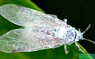¿Cómo deshacerse de las moscas blancas en un invernadero? Métodos de manejo de plagas