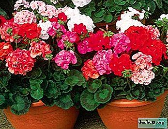 How, when and why to plant geraniums at home?