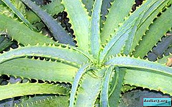 How can aloe be grown from a leaf and what if the plant does not take root?