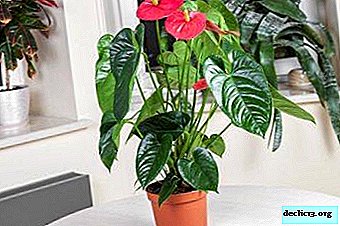 How to find the right pot for anthurium? Recommendations for its selection and use