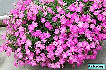 What are the varieties of petunia petunias called? Features of the plant and its care