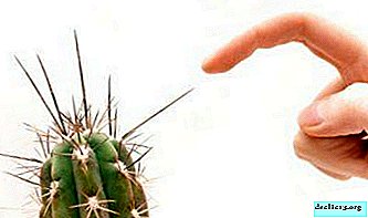 Wie man keinen Kaktus sticht? Tipps, was zu tun ist, wenn dies passiert.