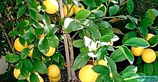 Comment donner un bon rendement au citron et comment nourrir la plante à la maison et en pleine terre?