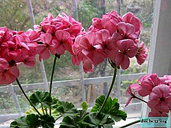 How to ensure the proper care of geraniums and why it blooms, but the leaves do not grow?