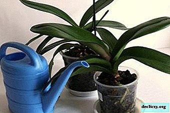 Sådan sikrer du korrekt orkidépleje derhjemme: alt om vanding af en plante