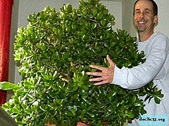 How to prune and update the money tree at home? Tips for gardeners and step-by-step procedure instructions