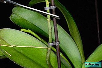 How to prune an orchid after flowering: step by step instructions with photos