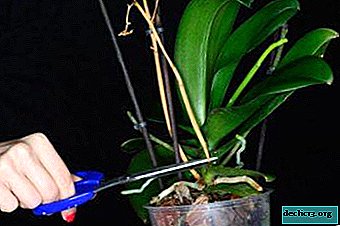 Comment déterminer la cause, si la tige d'une orchidée est sèche, et comment faire pour prévenir cela?