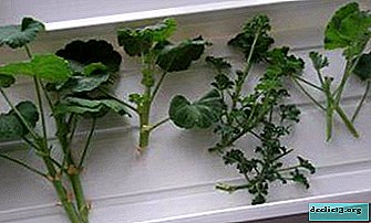 Cómo organizar la reproducción de pelargonium en el hogar - recomendaciones para jardineros