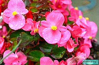 How to plant tuber begonia and care for it at home? Top tips