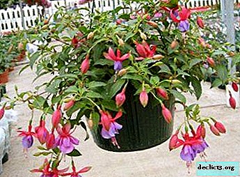 How is fuchsia care carried out at home? Features of planting and growing