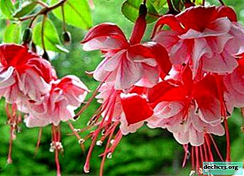 How is fuchsia cultivation and care carried out at home? Flower Maintenance Tips