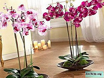 Bagaimana untuk menyiram orkid semasa berbunga - peraturan untuk tukang kebun