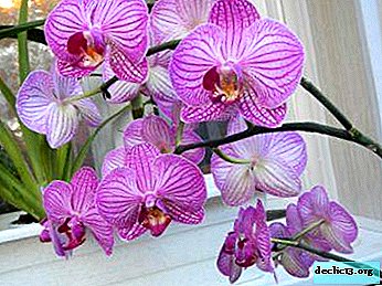 How to care for phalaenopsis at home after the store? Step-by-step instruction