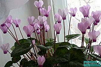 How to distinguish European cyclamen from Persian and what should be the proper care for it? - Home plants