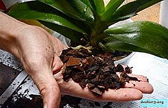 Orkide için bir substrat nasıl seçilir?