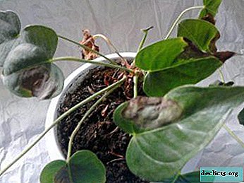 How to help your favorite plant? What to do if the leaves of the anthurium turn black?
