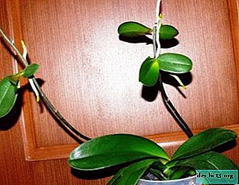 How to understand that children grow on an orchid at the root, on the trunk, stem, and what kind of care is needed for them?