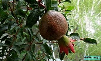 Hvordan kan man forstå, når granatæble modnes, og hvorfor bærer det ikke altid frugt?