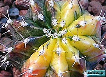 How to understand why a cactus turns yellow, and is it dangerous?