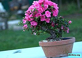 Cómo plantar y enraizar azalea: matices importantes