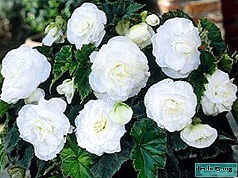 How to plant and grow begonia from seeds at home?