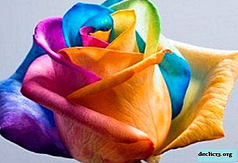 How to plant and grow a rose from seeds purchased in China? Advantages and disadvantages, especially the care of flowers