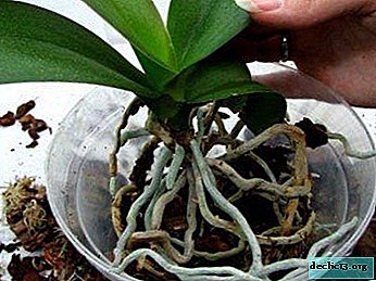 Kako postopoma presaditi orhidejo Phalaenopsis doma? Analiziramo nianse