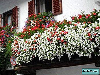 How to take care of ampelous geraniums and why is it called ivy?