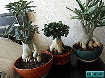 How to form adenium caudex correctly and what should be done if it is shriveled or wilted? Care Tips