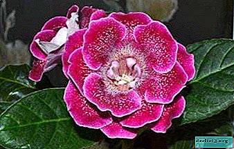 How to properly plant and care for gloxinia?