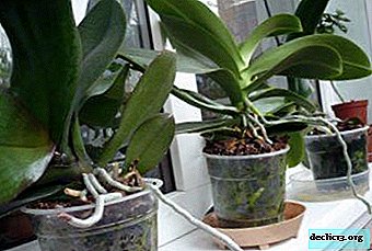 Hvordan vælger man den rigtige orkidepotte? Tips fra erfarne gartnere