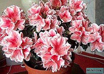 ¿Cómo regar azalea en casa? Características del cuidado, métodos de riego de flores.
