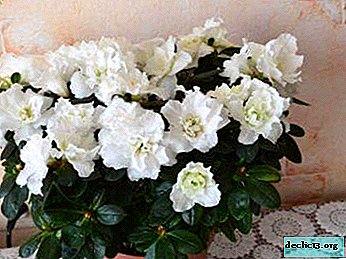 Comment bien reproduire le rhododendron à la maison: planter et soigner