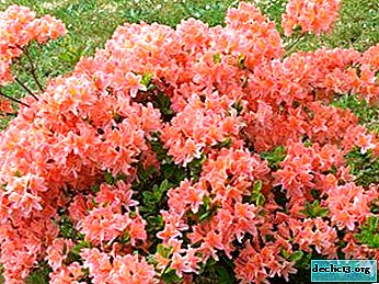 Ako sa správne starať o západné svetlá Rododendron a aký je rozdiel od ostatných odrôd?