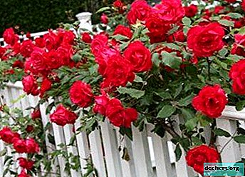 ¿Cómo cubrir las rosas trepadoras para el invierno y cuándo comenzar a prepararse para el frío?