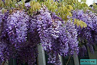 How does wisteria bloom, and what to do when it does not? Photo of a flowering plant