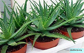 How to propagate a beautiful medicinal aloe flower at home and then how to care for the plant?
