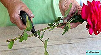 How to propagate purchased roses? Is it possible to grow new flowers from the cuttings? - Garden plants