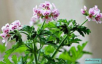 Como propagar pelargonium por estacas?