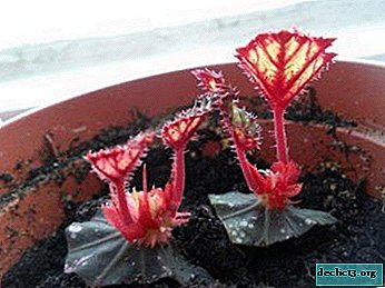 Kako razmnoževati slabo zakoreninjeno begonijo? 3 načini in pravila za nego cvetja