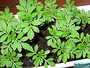 How to grow marigold seedlings yourself? When and how is it sown? - Home plants