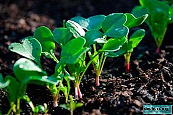 ¿Cómo plantar plántulas de rábano? Cultivo normal y de caracoles