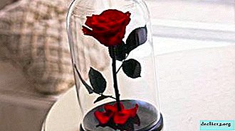 How to make a unique gift for men and women? DIY roses manufacturing technology in a bulb