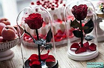 Bagaimana untuk membuat bunga mawar abadi? Rahsia pembuatan dan penjagaan