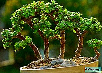 How to make bonsai from a fat girl with your own hands? Plant care