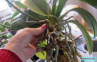 Sådan konserveres orkidérødder under transplantation - er det muligt at beskære dem, og hvad skal man gøre for at forhindre skader?