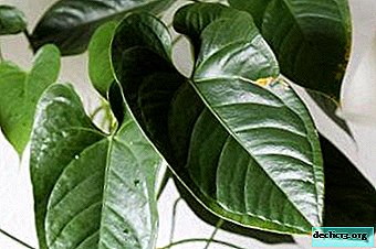 How to save anthurium from death? Diseases and pests of the flower Male happiness, photos, treatment tips