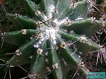 How to save a cactus from a mealybug and rid a plant of white plaque?