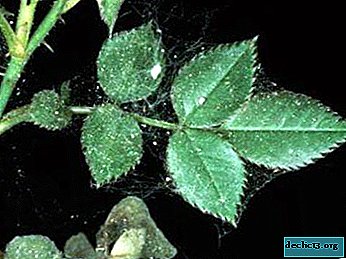 How to save indoor roses from a spider mite? Step-by-step instructions and review of drugs